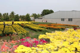 永隆省隆德坊永安花卉种植专业村。图自越通社