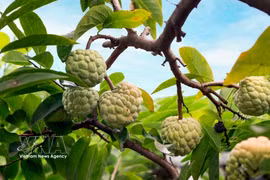 三岛山脚下葡李番荔枝成熟季的甜蜜滋味