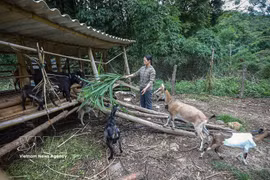 富寿省多措并举 助力山区群众就业增收。图自越通社