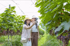 越南旅游的“绿色”方向。图自越通社