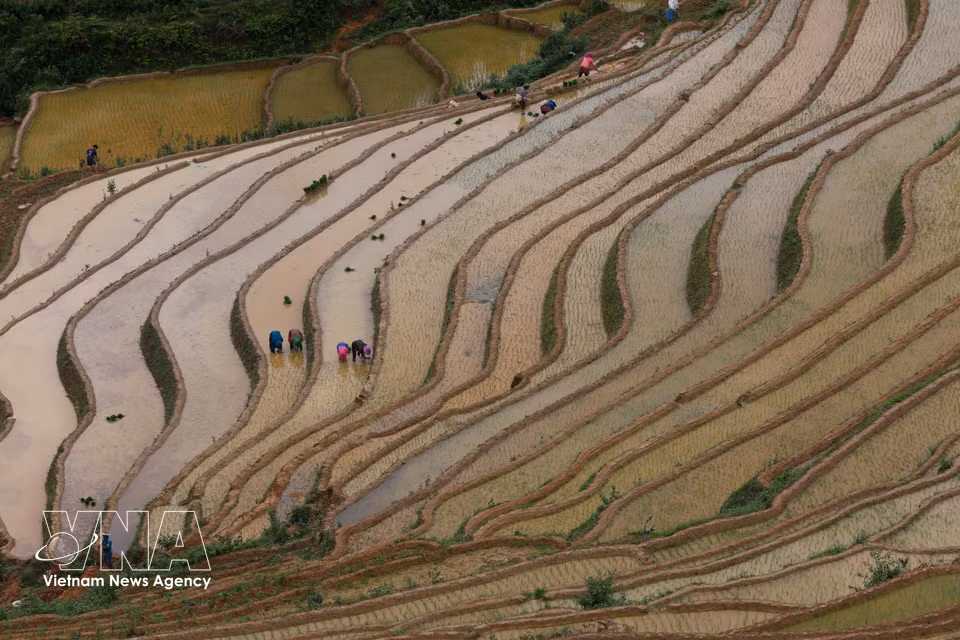 老街省木江界山丘地区居民开始新一季水稻种植。图自越通社