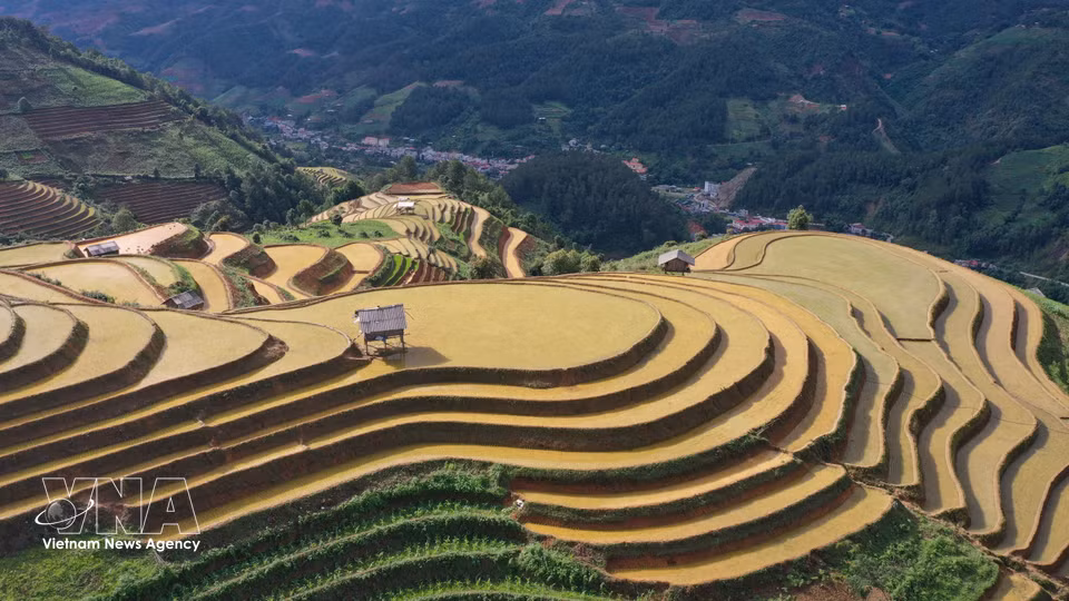 金色阳光下的梯田美景。图自越通社