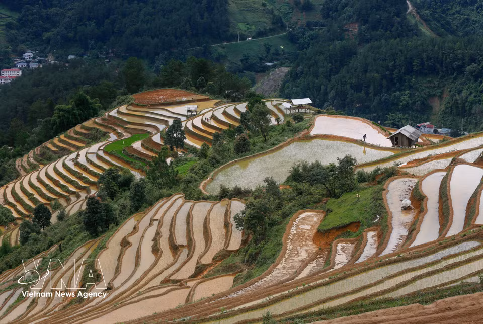 老街省木江界山丘地区灌水期梯田。图自越通社