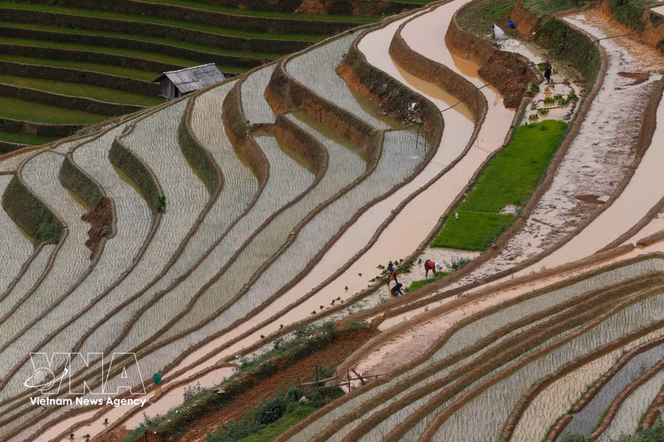老街省木江界山丘地区灌水期梯田。图自越通社