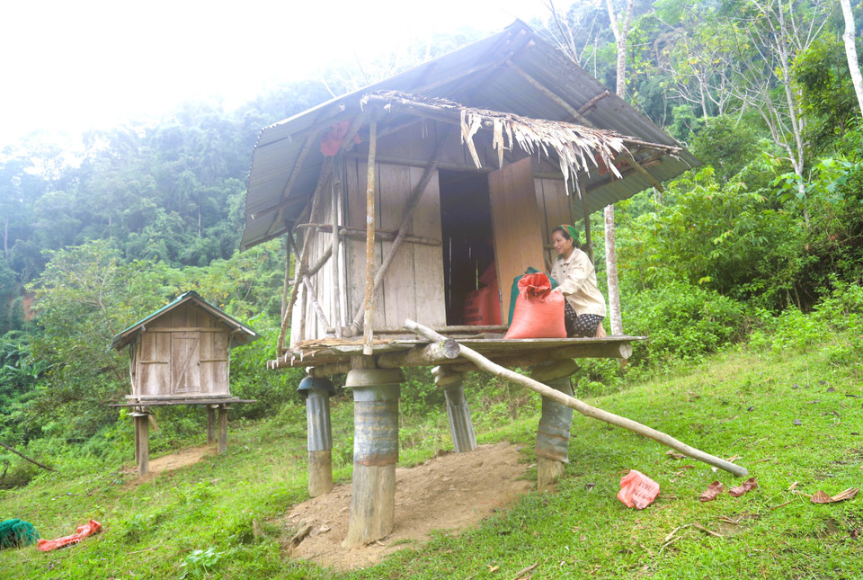 晒干后的稻谷被装入袋中，由人力背运至居民区外的木质谷仓中储藏和保存。图自越通社