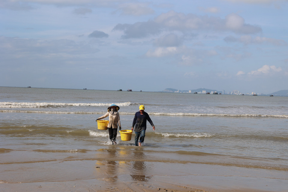 新鲜的叶鲱在隆海海滩上被收购商称重并收购。图自越通社