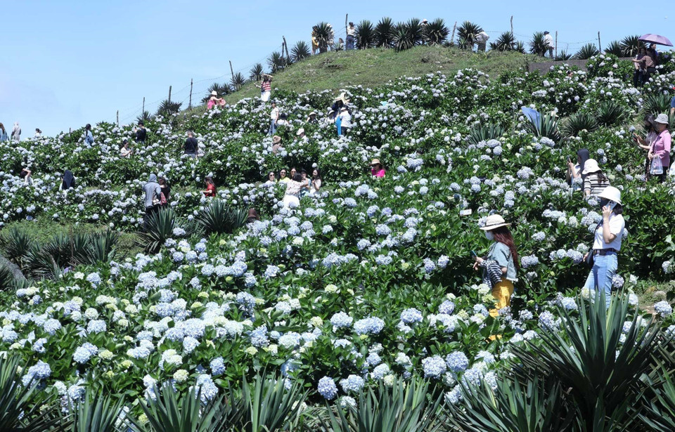谅山省母山峰顶上的绣球花竞相盛放，美到震撼。图自越通社