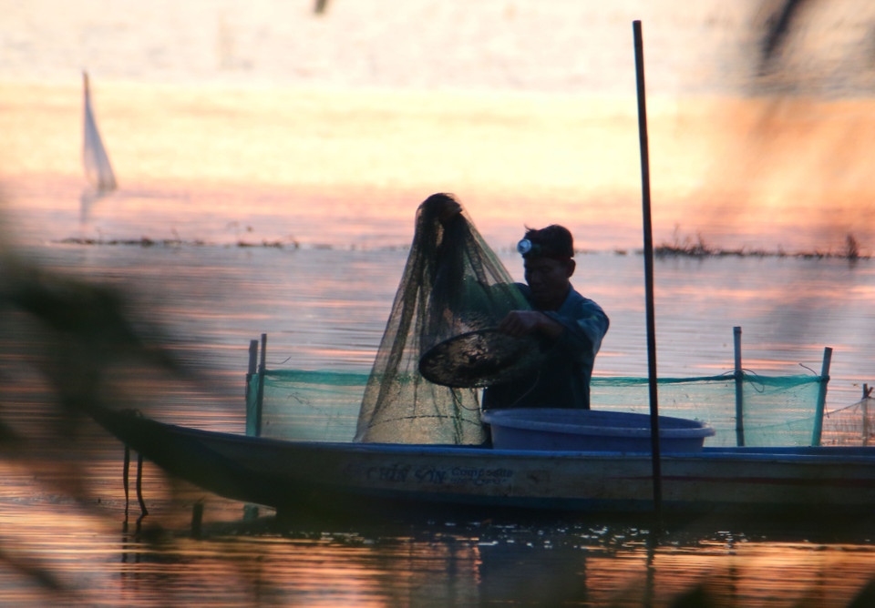 在芹苴市永远乡的汛期田野上放簖捕鱼。图自越通社