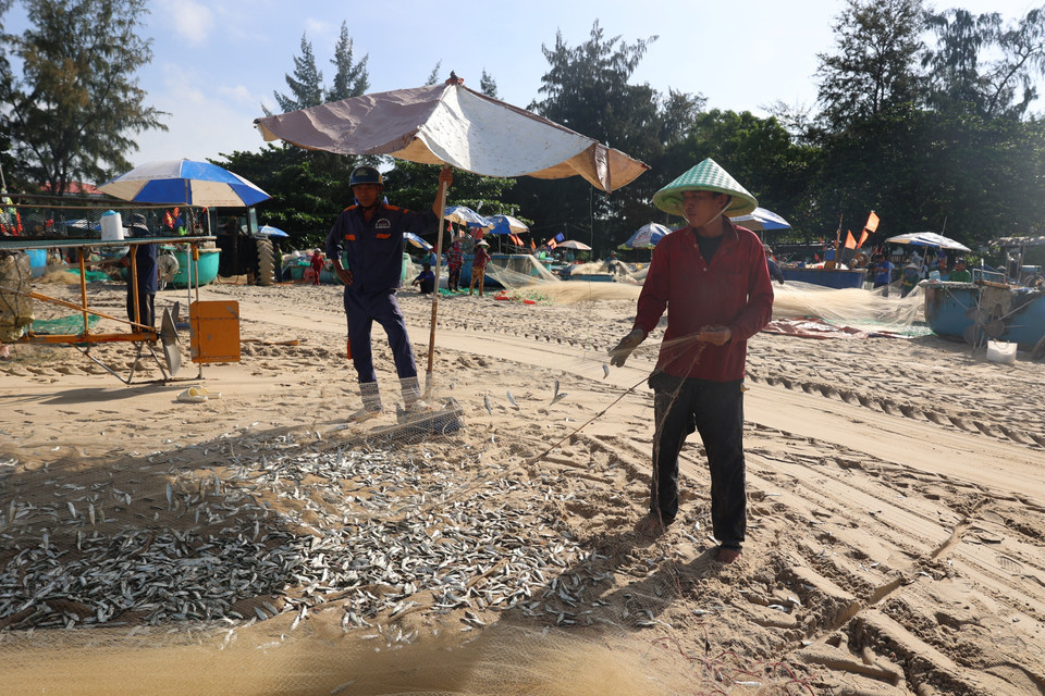 叶鲱通常在每年农历九月到来年正月期间出现在胡志明市海域。这一季节为近海捕鱼的渔民带来稳定收入。图自越通社