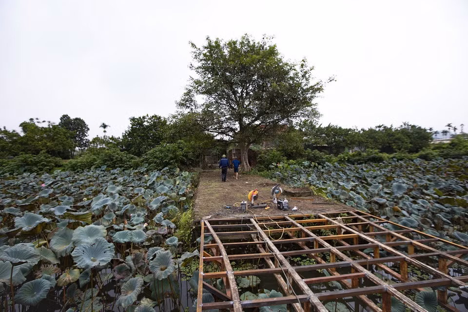 伯蓝村村民在遗址范围内兴建住宅和果园，正在不断破坏古城遗迹的痕迹。图自越通社