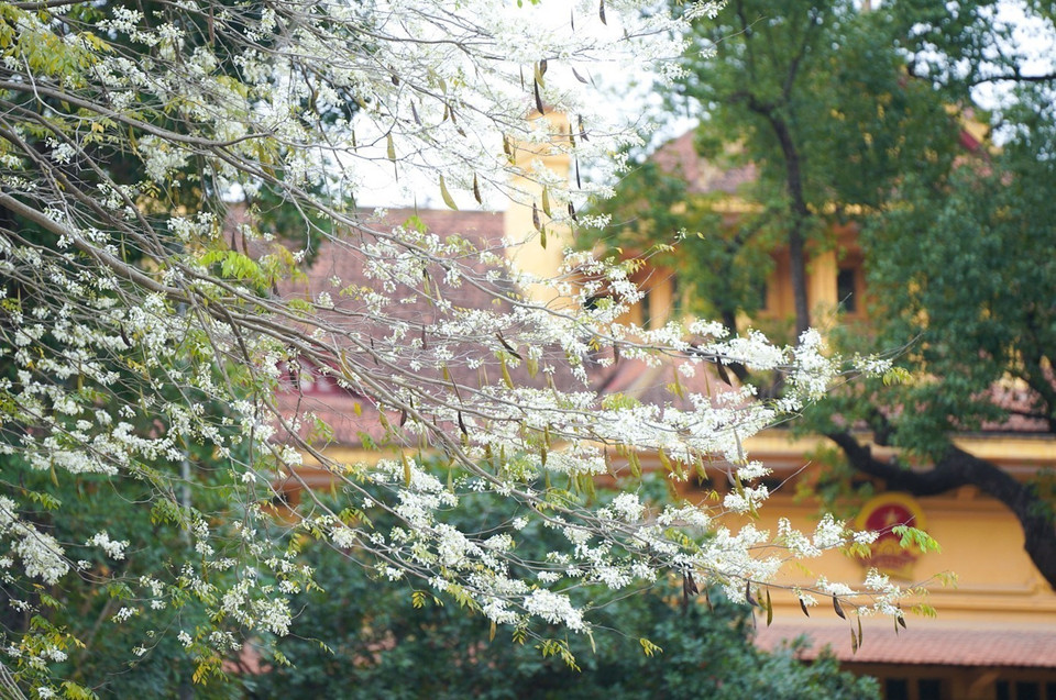 白色黄檀花点缀着河内各条街道，让春天景色更具诗情画意。图自越通社