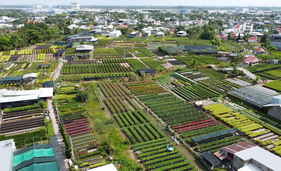 大棚种花是沙沥花村农民多年采用的传统耕作方式。图自越通社