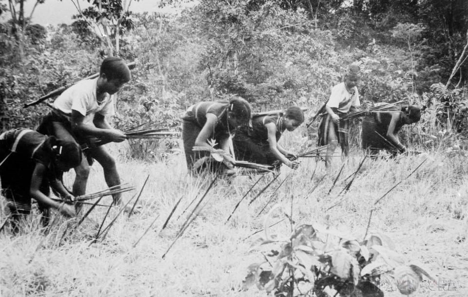 1975年，游击队设置竹签陷阱，以防敌军侵袭。图自越通社