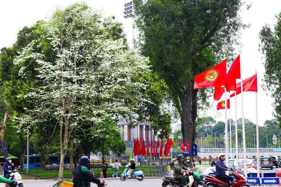 黄檀花在河内各街道上绽放，白如雪的黄檀花为城市增添了一份祥和浪漫的氛围。图自越通社