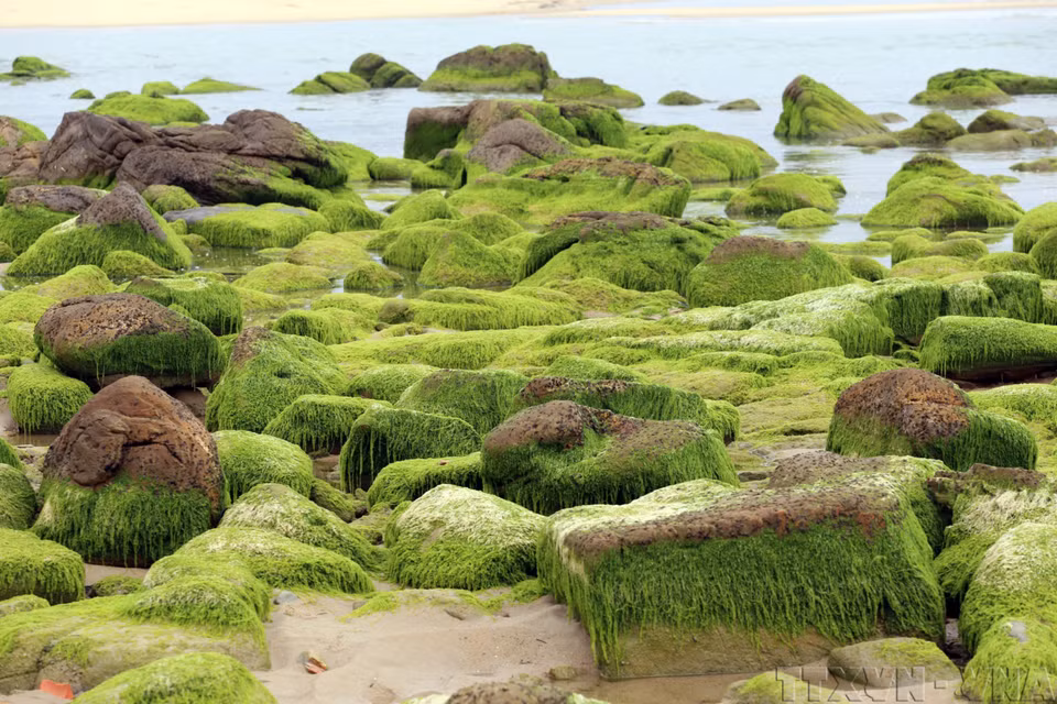 绿色苔藓覆盖在岩石上，构成一道由大自然赐予的独特风景。图自越通社