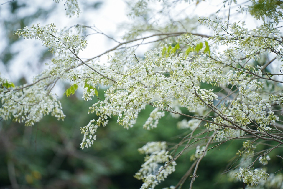 每逢三月到来，黄檀花争相竞放。在河内市多条街道上，可容易见到挤在枝头的白如雪的黄檀花，为城市增添了一份浪漫与诗意的气息。图自越通社