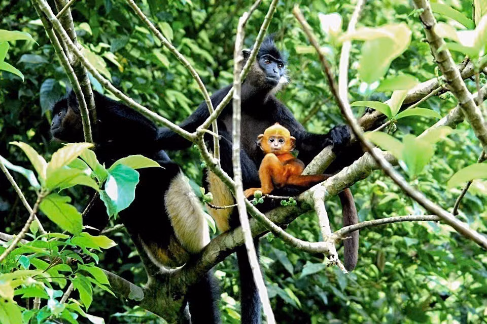 白臀叶猴（学名 Trachypithecus delacouri）生活在越南濒危灵长类救援中心的半野放区，其在野外数量仅剩约400只。图自越通社