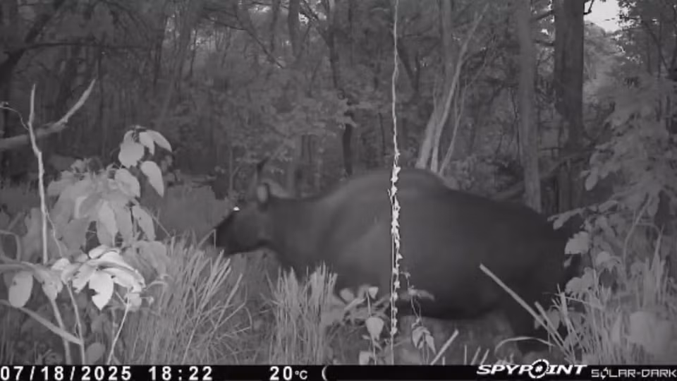 红外相机记录到一只珍稀的野牛。图自亚索自然保护区与自然保护与发展中心
