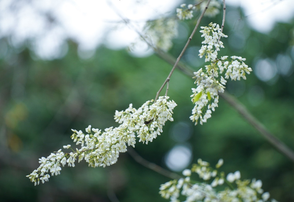 越南河内各大街道的黄檀花争相竞放。图自越通社