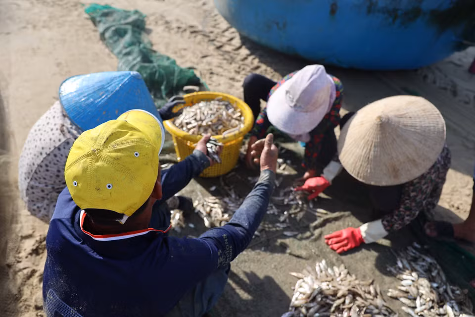 新鲜的叶鲱在隆海海滩上被收购商称重并收购。图自越通社