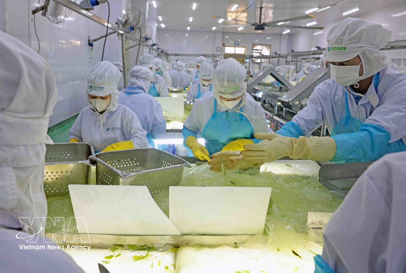 VietFarm的芦荟生产线 图自越通社 