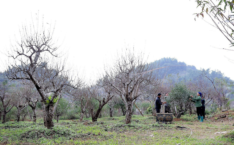 陀北古态桃以其自然树形、持久花期与雅致色泽，富含山林原生态气息，深受商贩与赏桃爱好者青睐 图自越通社