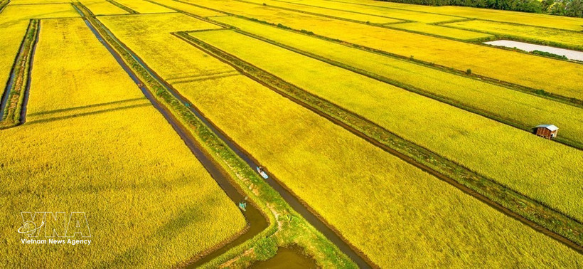从空中俯瞰金瓯省永美乡的水稻田。图自越通社
