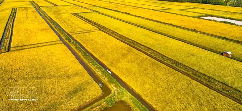 从空中俯瞰金瓯省永美乡的水稻田。图自越通社