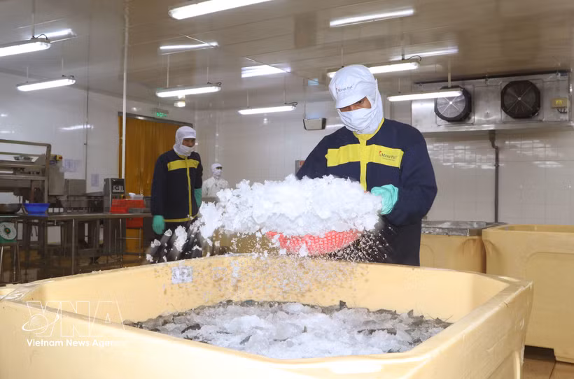 金瓯省企业应用科技于虾类生产 提升产量与质量 图自越通社