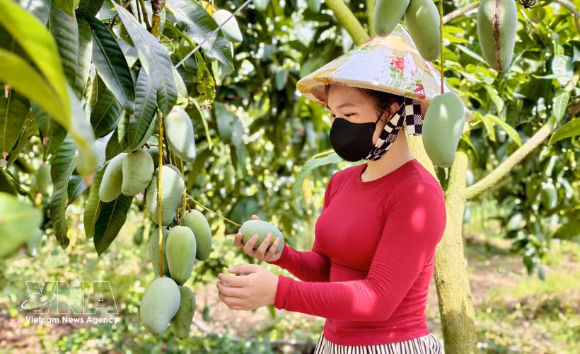 安江省芒果征服多个挑剔市场 图自越通社