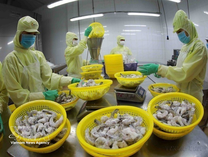 后江省明富集团工厂正在加工出口冷冻虾产品。图自越通社