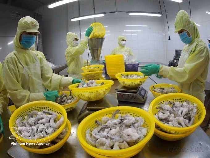 后江省明富集团工厂正在加工出口冷冻虾产品。图自越通社
