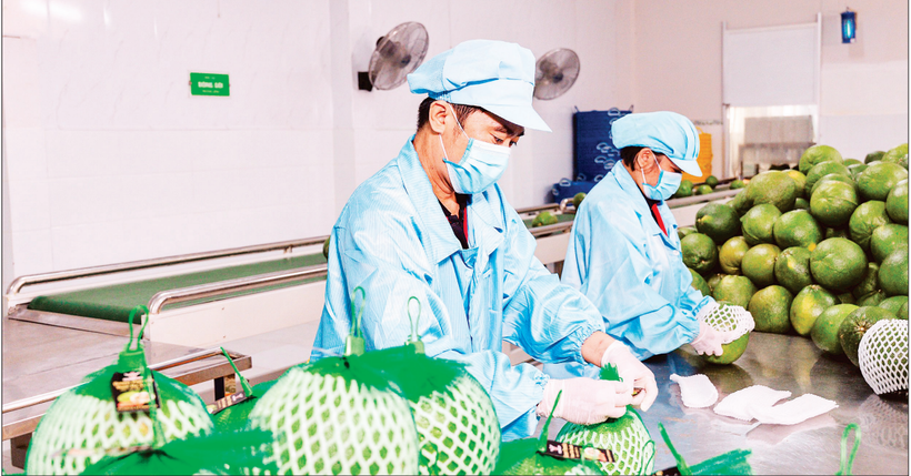 越南Vina T&T集团出口水果包装现场。图自越通社