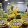 后江省明富集团工厂正在加工出口冷冻虾产品。图自越通社