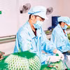越南Vina T&T集团出口水果包装现场。图自越通社