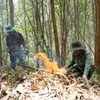 得乐省旱季高峰期，林农在林区清理焚烧林下植被，以降低森林火灾风险。图自越通社