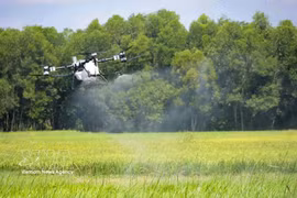 无人机（UAV）在西宁省和会乡的农田上喷洒植保药物。图自越通社