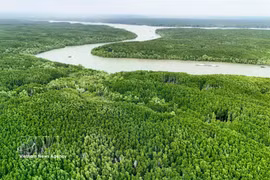 发展沿海森林 推动绿色经济