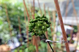 岘港首次举办国际玉灵人参与药材节