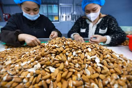 在位于顺化市思夏工业园区的金树（越南）食品有限责任公司（100%中资）的工厂内。图自越通社