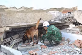 搜救犬被用于确定疑似有被困人员的位置。图自越通社