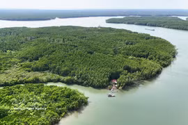 芹椰红树林是重要的“碳汇”生态系统，有助于为越南碳市场运行提供碳信用来源。图自越通社