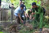 塔董国家公园管理委员会同职能部门配合将4只野生动物放归自然环境。图自越通社