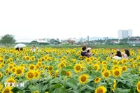 广义省安富乡的向日葵花田近日成为“打卡热点”。图自越通社