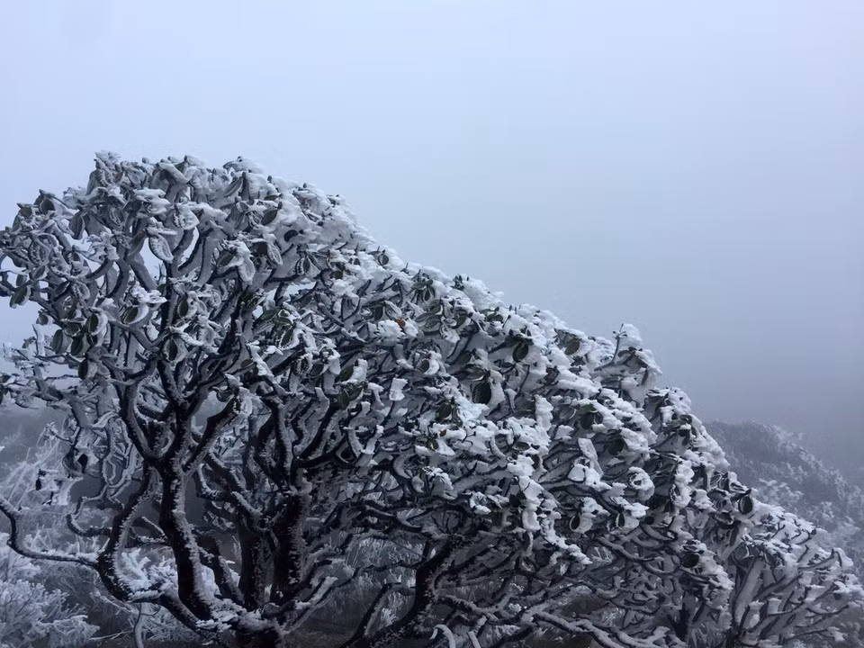 老节省沙巴县气温突然下降 部分地区出现霜冻天气。越通社记者 国庆 摄