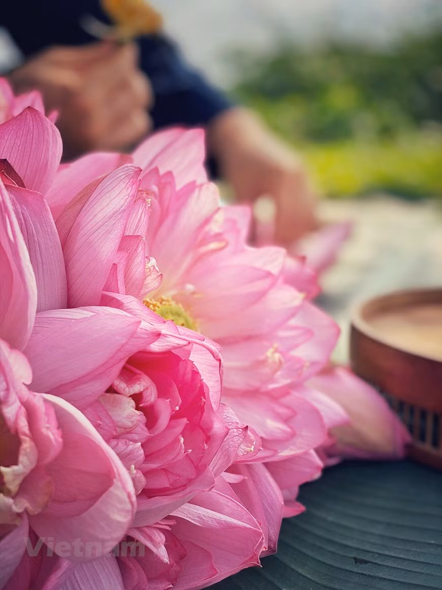 重台莲是河内人一种珍贵的莲花品种。特别，在此次体验，请跟我们记者一起在距首都中心40公里的有机莲花潭畔品尝一壶莲花茶。不知从何时起，本就以讲究精致饮食而闻名的河内人喜欢上了莲花茶。只要喝上一小口西湖莲花茶，河内人就如登仙境。图为夏季初绽放的重台莲花。图：Vietnam+