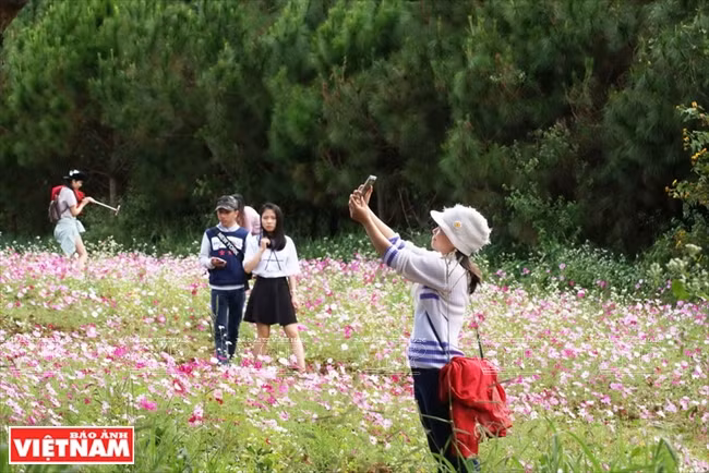 充满诗意的花田是年轻人喜欢的旅游点（图片来源：越通社）
