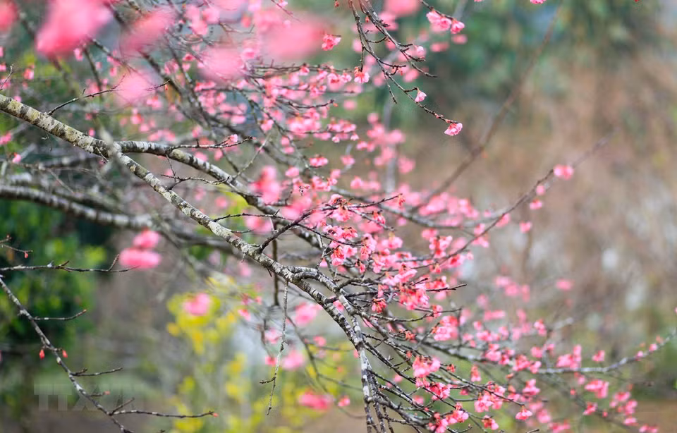 千姿百态的桃花染红了整个花园。图自 Vietnam+