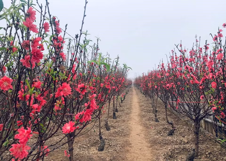 首都河内富尚桃花园百花齐放。图自 Vietnam+