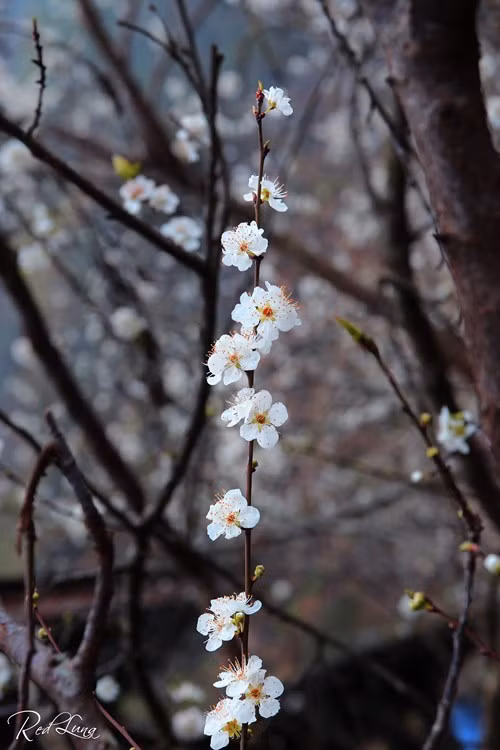 晚开的梨花（图片来源：人民军队报）
